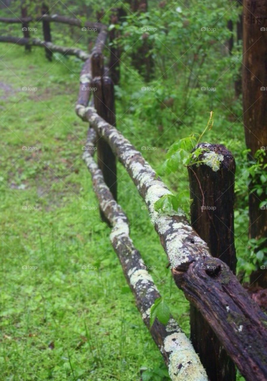 Mossy fence 