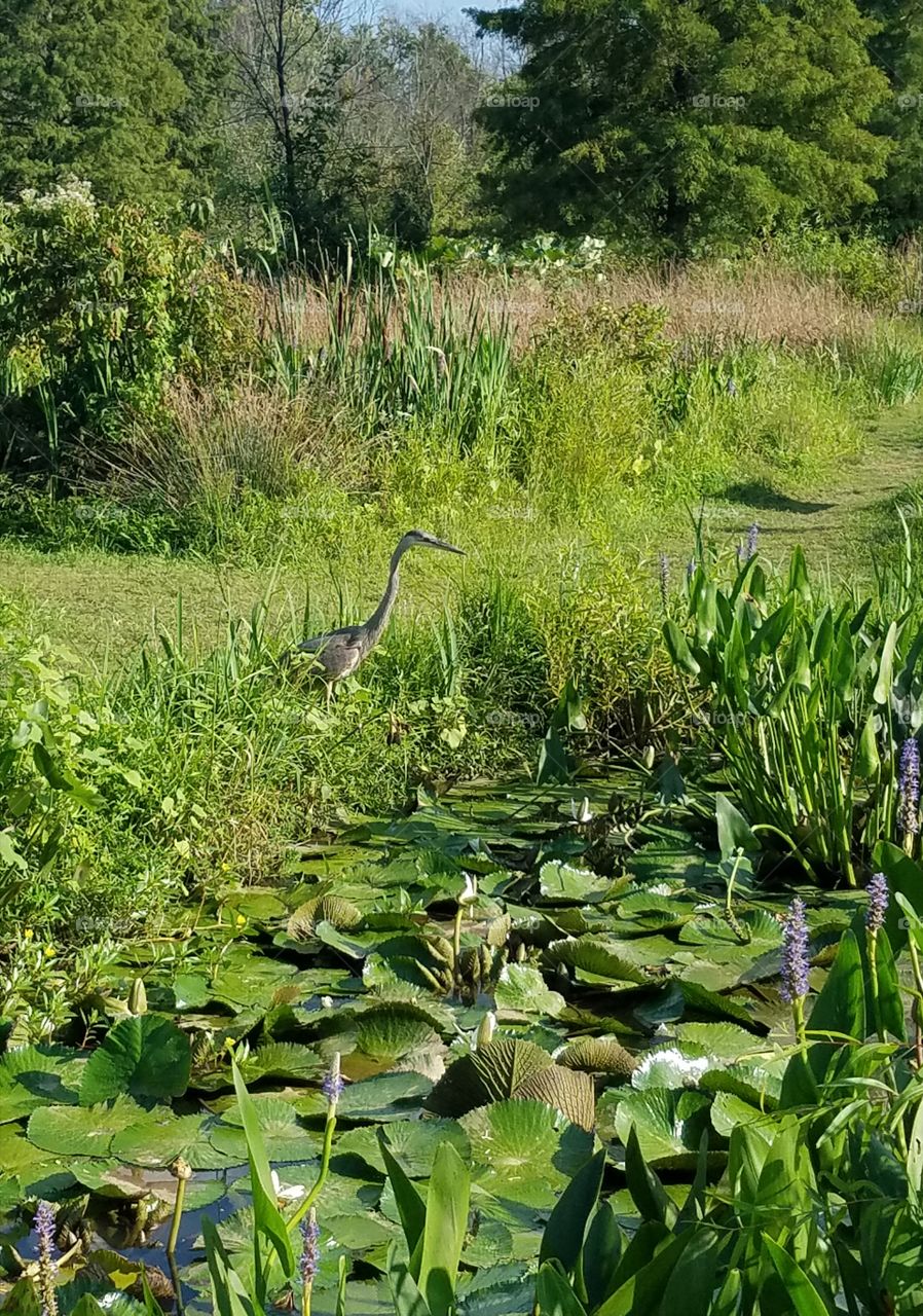 A blue herring in the Washington DC aquatic gardens