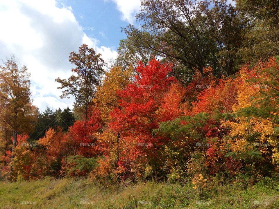 Fall leaves