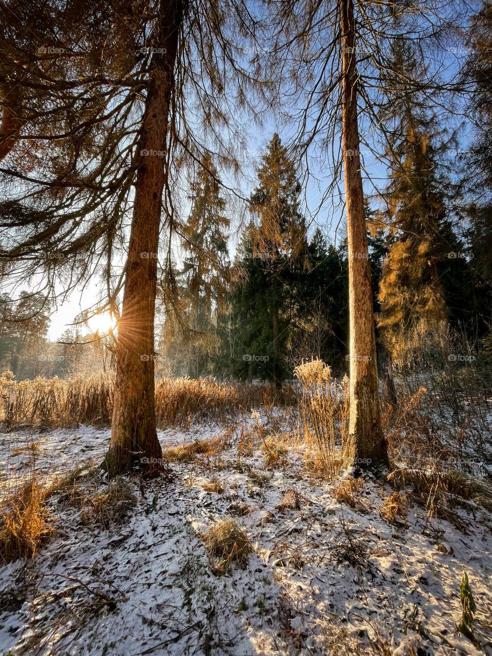 Winter landscape in sunny forest in December 