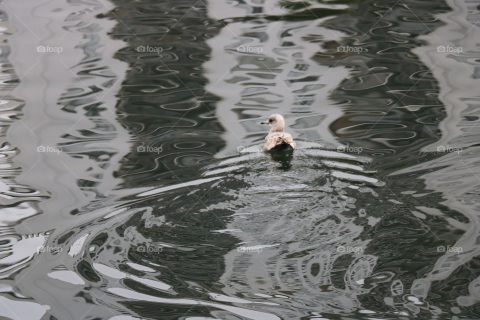 Bird in the water