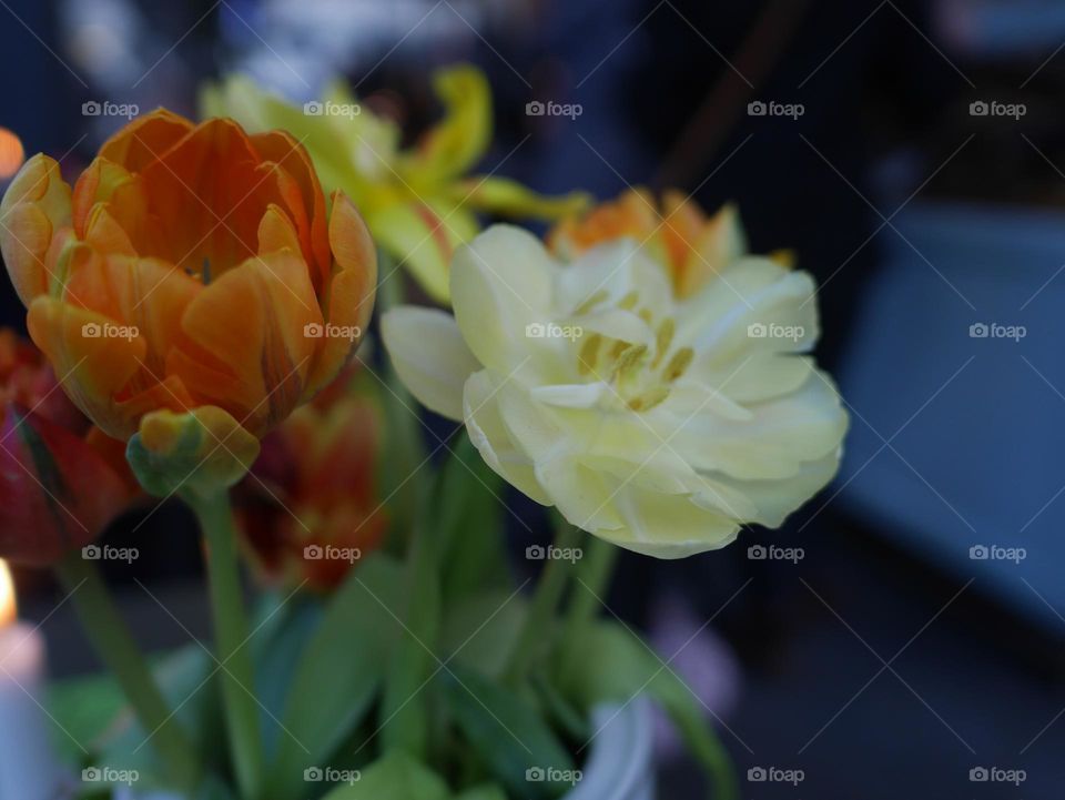 Tulips in a beautiful bouquet indoors 