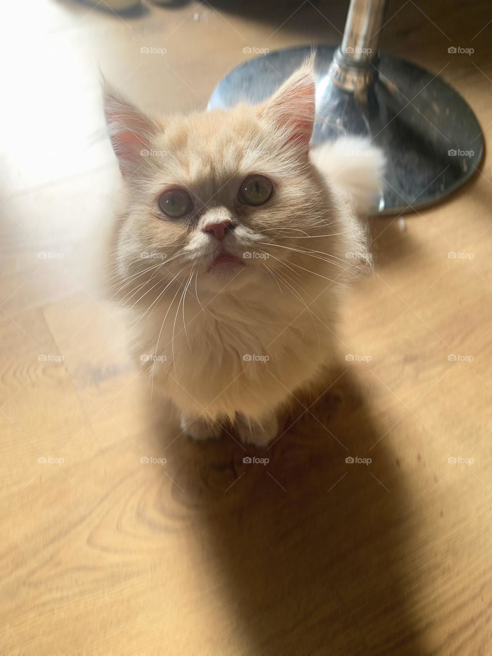 Oliver Twist the Persian cat, in colour portrait.