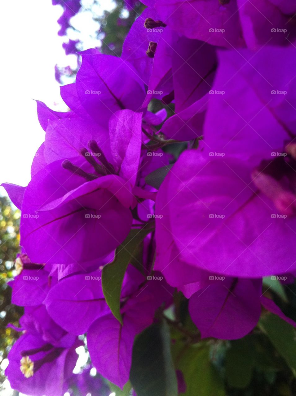 🌹 🇺🇸 Very beautiful flowers to brighten our day.  Live nature and its beauty. Did you like the delicate petals? / 🇧🇷 Flores muito bonitas para alegrar nosso dia. Viva a natureza e sua beleza. Gostaram das pétalas delicadas? 