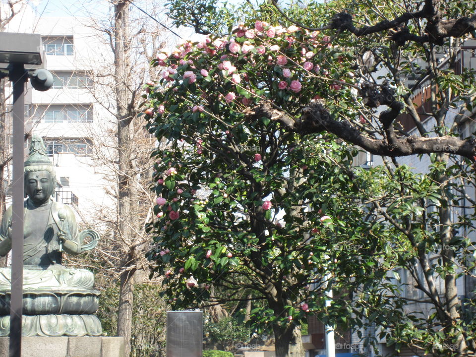 Buddha Statue Among the Trees. Asakusa Kannon. Sensoji Buddhist Temple and Gardens. Tokyo, Japan.