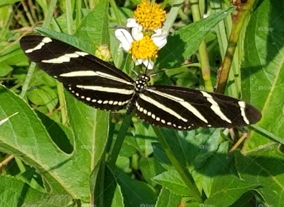 Zebra Butterfly