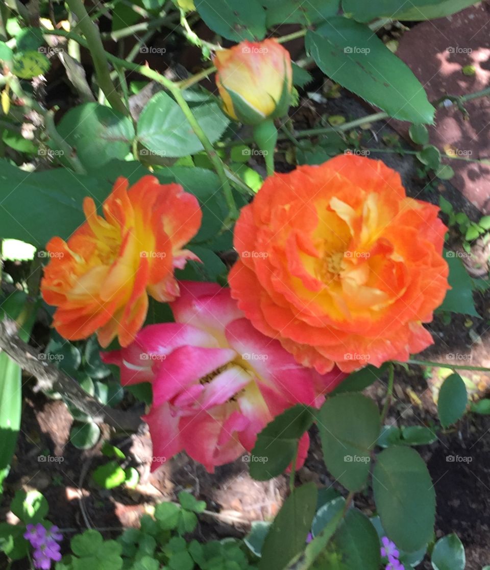 Joseph’s Coat Climbing Rose - Rose of many colors