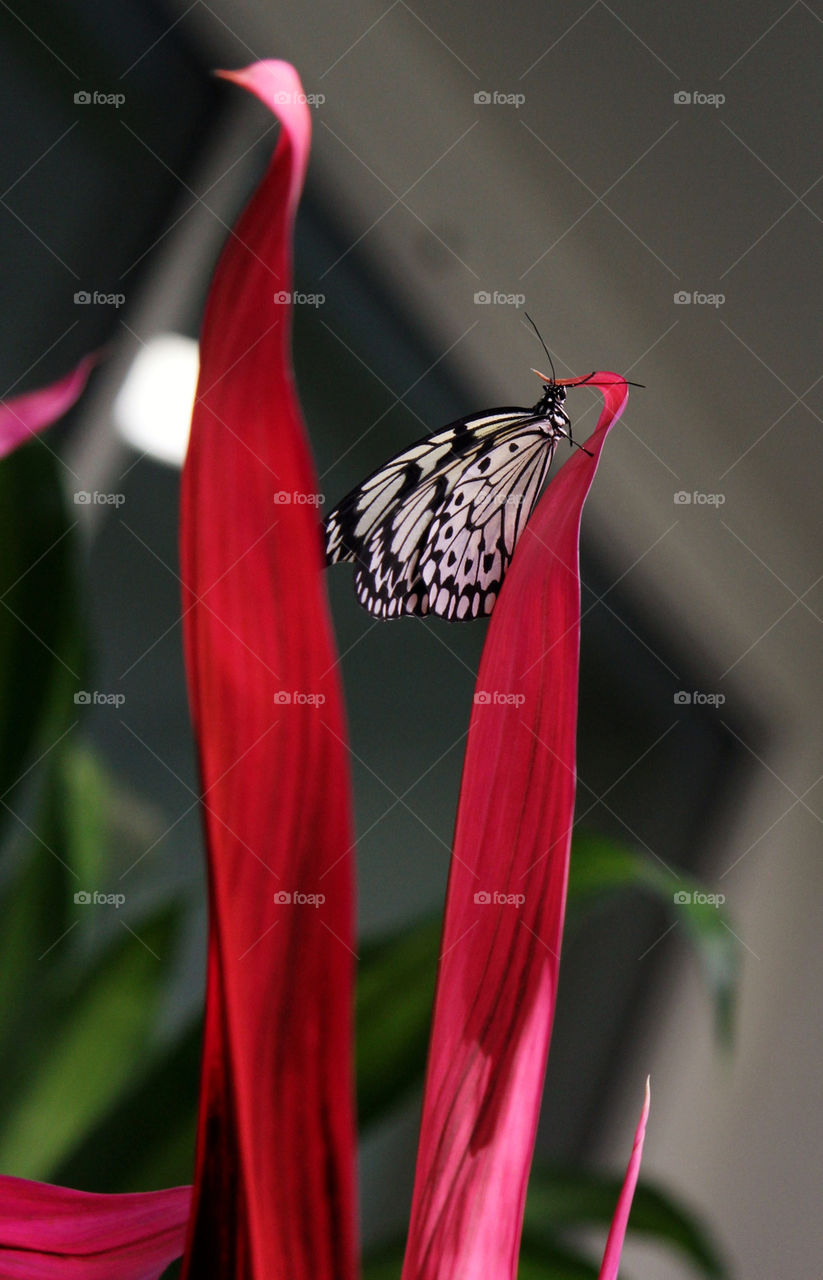 pink white black butterfly by cindyhodesigns