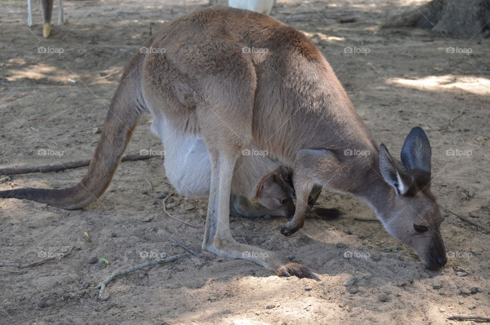 Mom and baby kangaroo. Baby in the moms pouch.