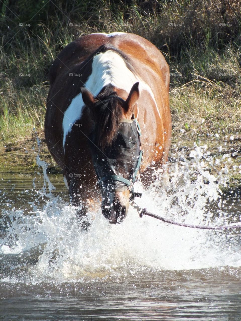 Horse at play...