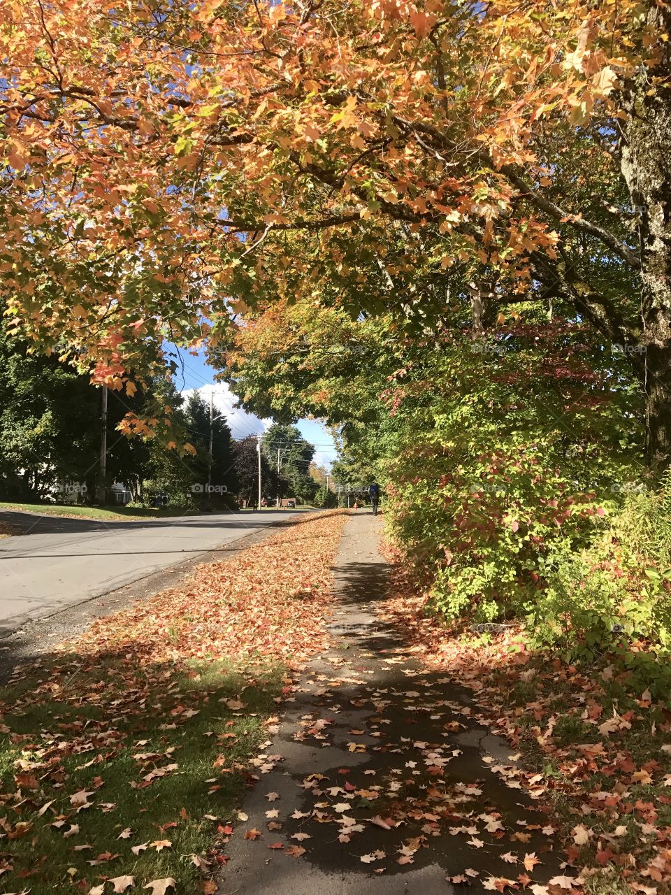 Sidewalk and tree