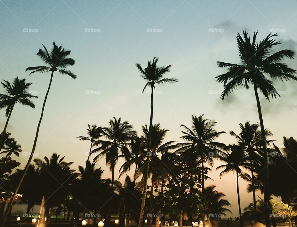 View of palm trees at beach during sunset