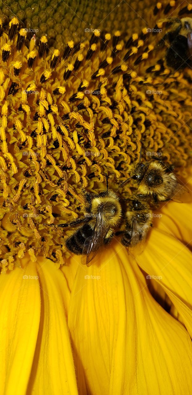 Bumble Bees Harvesting Pollen From a Sunflower