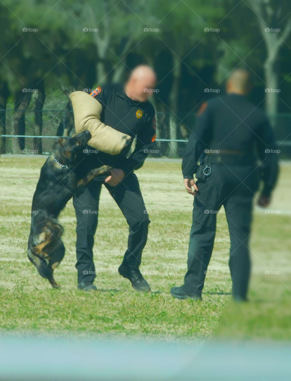 K9 dogs and their handlers prepare for their annual certification as they demonstrate their tactics!