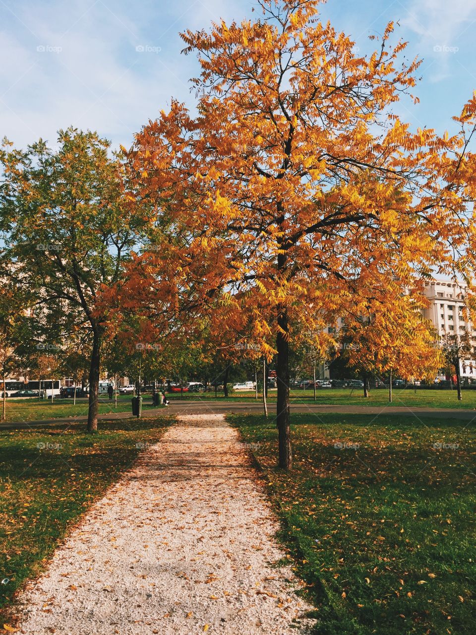 Autumn in the park