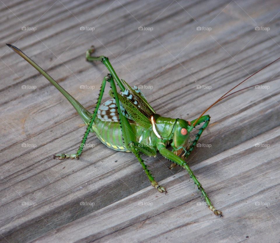 Grasshopper. Grasshopper 