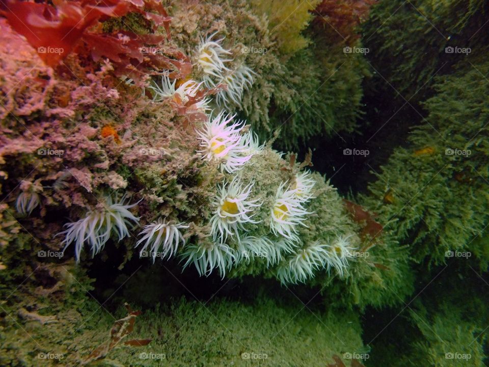 Sandalled Anemones 