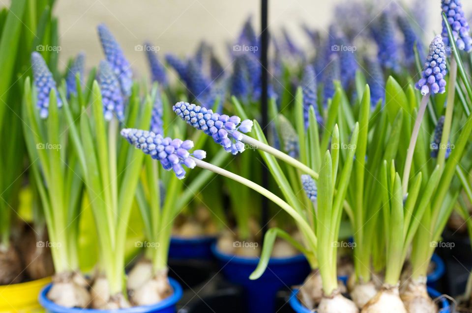 flowers blooming in spring