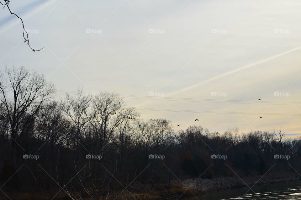 Bald Eagle roost, Bagnel Dam, Lake of the Ozarks