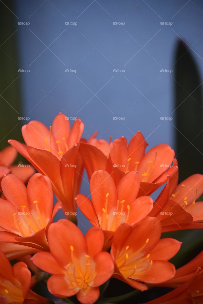 flower Orange