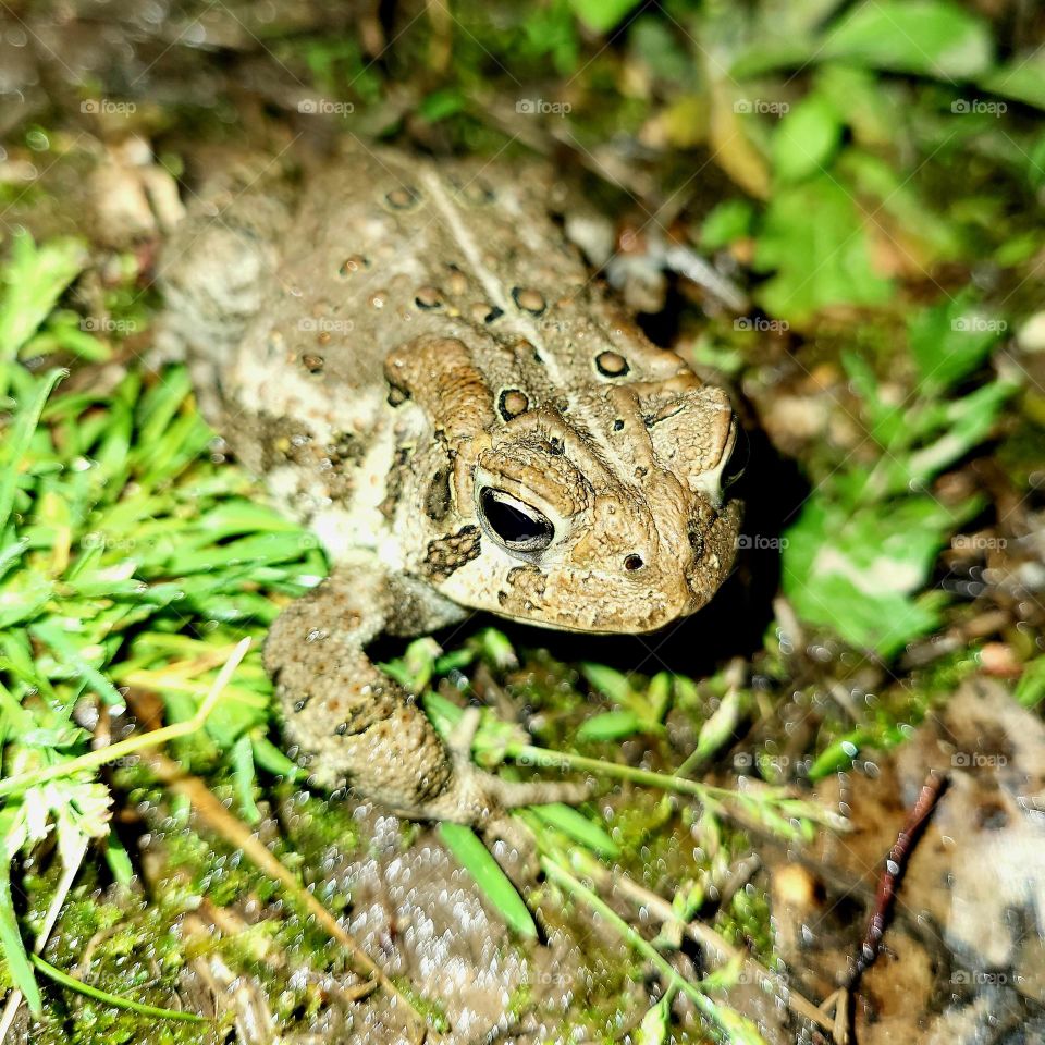 Nighttime Toad
