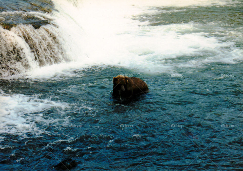 Bear in Brooks Falls AK