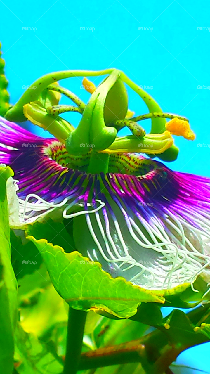 "Passion Flower & Blue Sky"