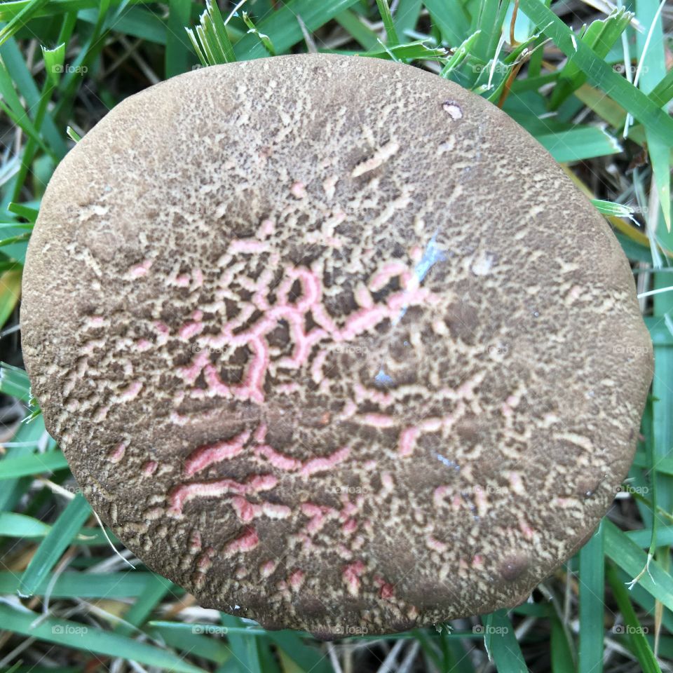Mushroom cap, gray & pink colors, round top. Growing in lawn.