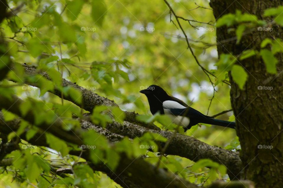 bird on the tree