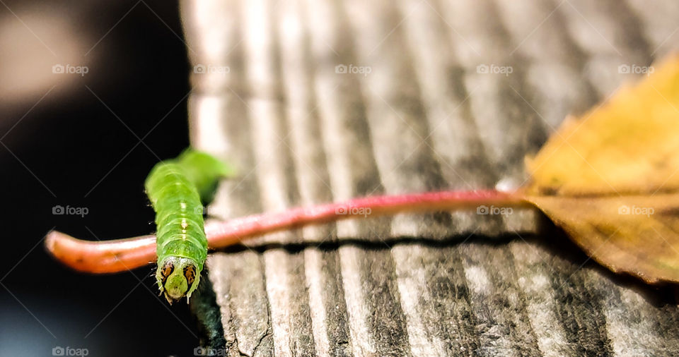 Caterpillar smile on focus