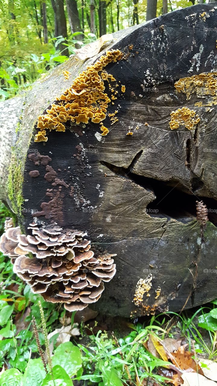 A mossy oak trunk covered in mushrooms and fungi.