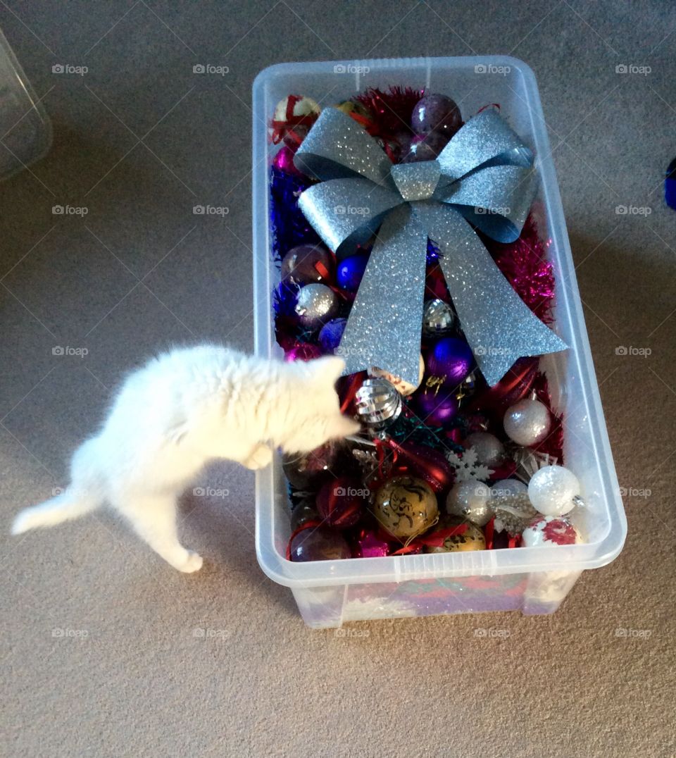 Let me in that box! Willow the cat investigating the Christmas decorations box. 