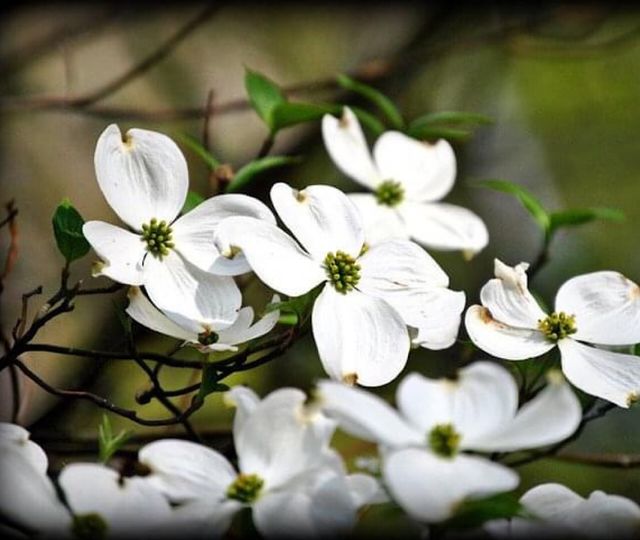 Spring flowers