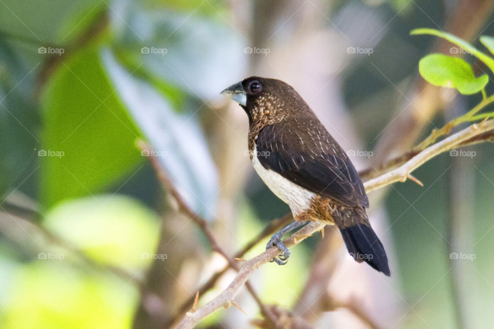 White-Rumped Munia