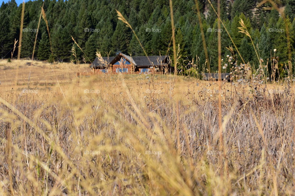 A stunning, massive homemade log cabin hiding behind the tall, yellow, dry grass. 