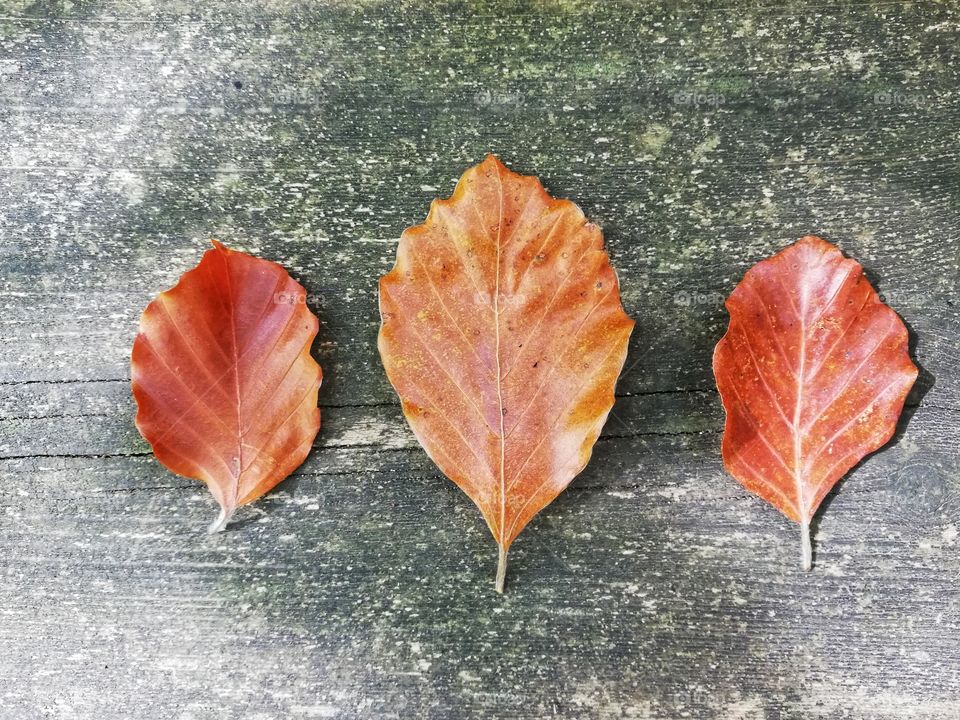 Three dry autumn leaves on wooden background