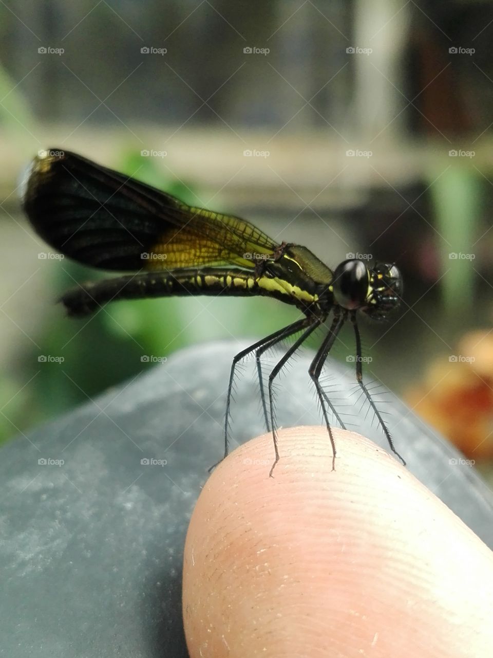 A dragonfly landed on my finger.
