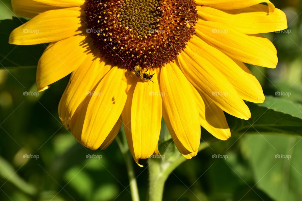 Happy bee and happy sunflower