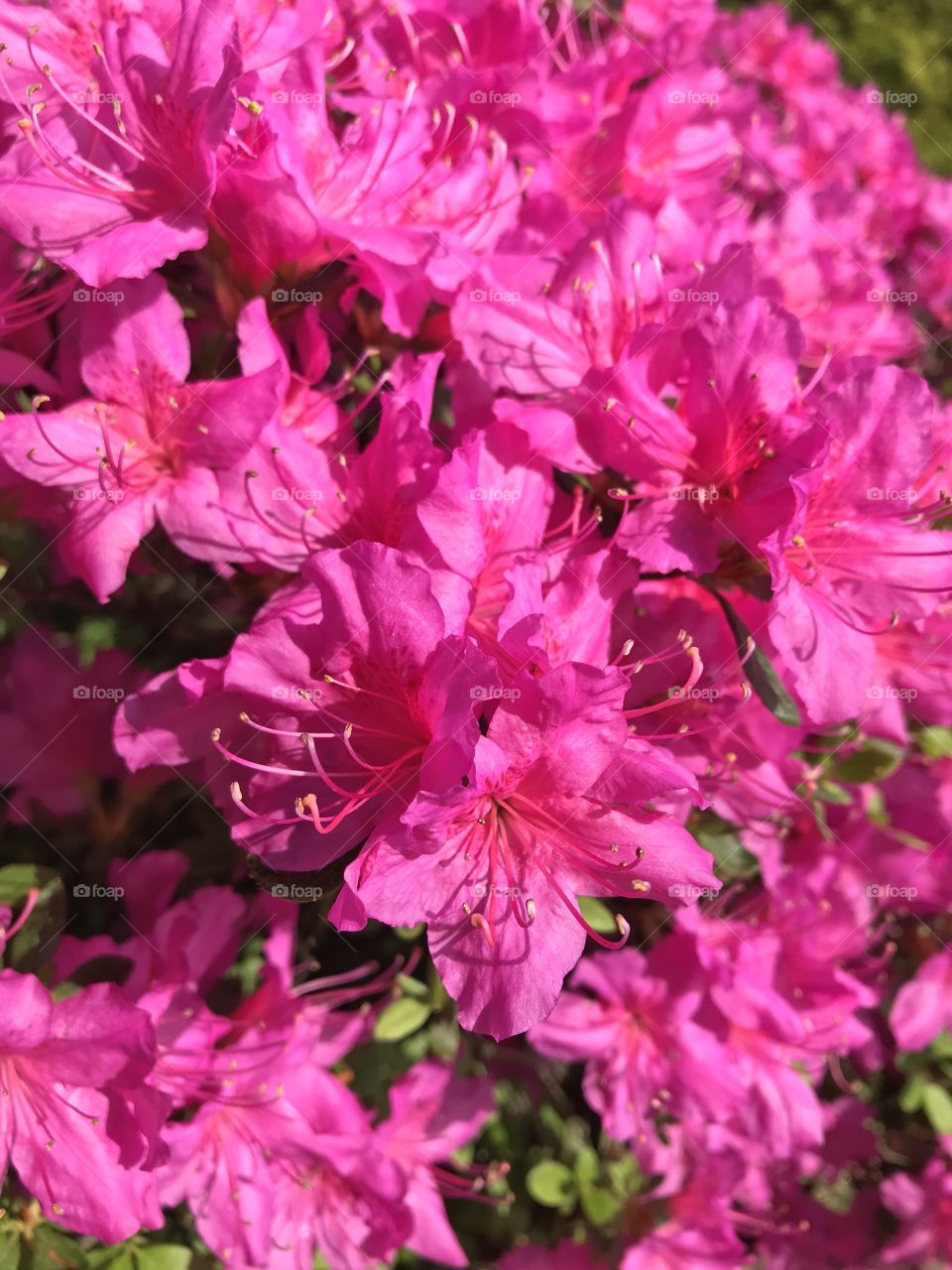 Flowers in my garden