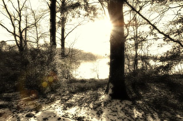 Forest