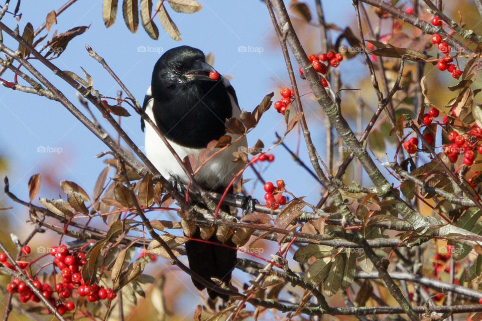 Magpie bird eating berries - skata äter rönnbär