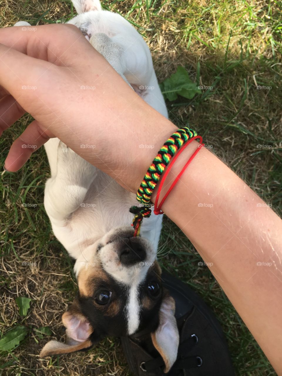 Chewing on my rasta bracelet. Why doggo, just why? Would you like a bracelet like this too?