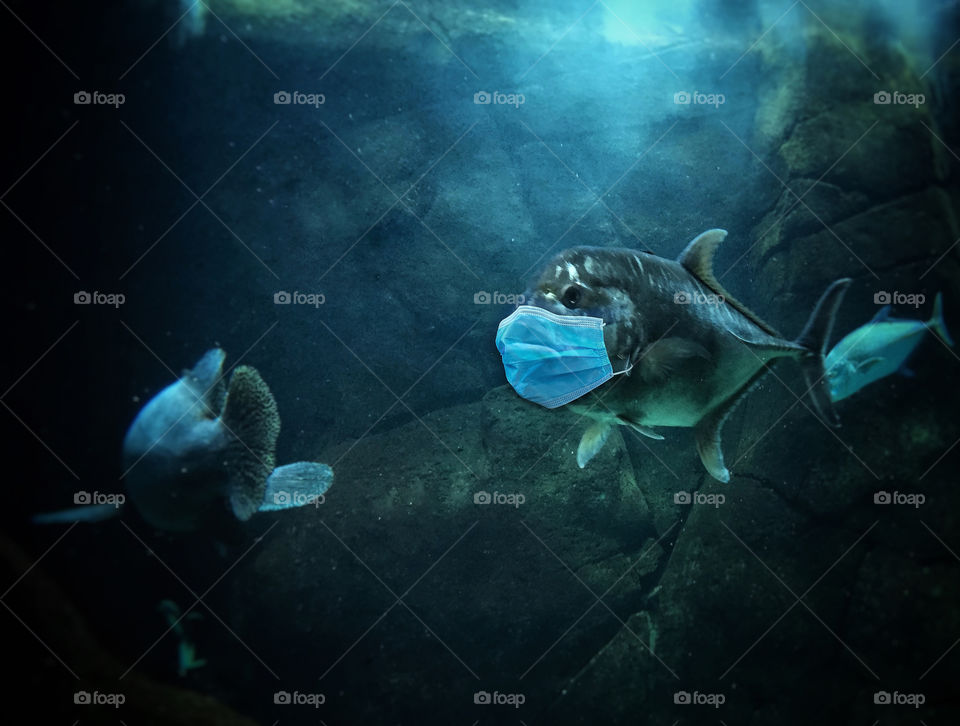 Humorous composite photograph of a fish wearing a protective face mask