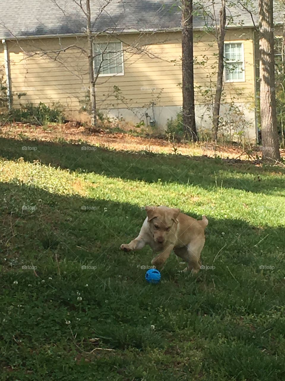Fetch! 