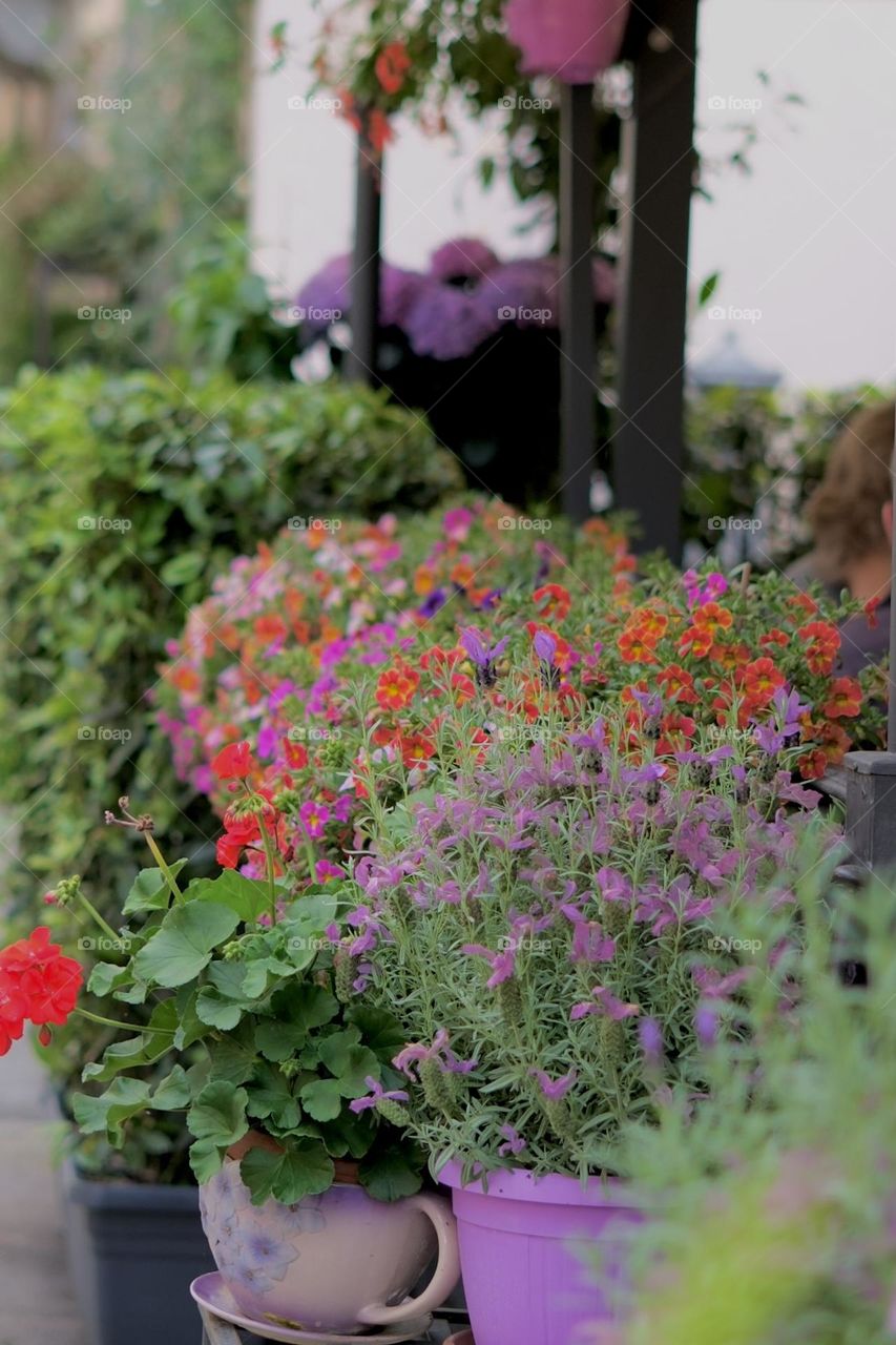 Mini garden with colourful flowers 