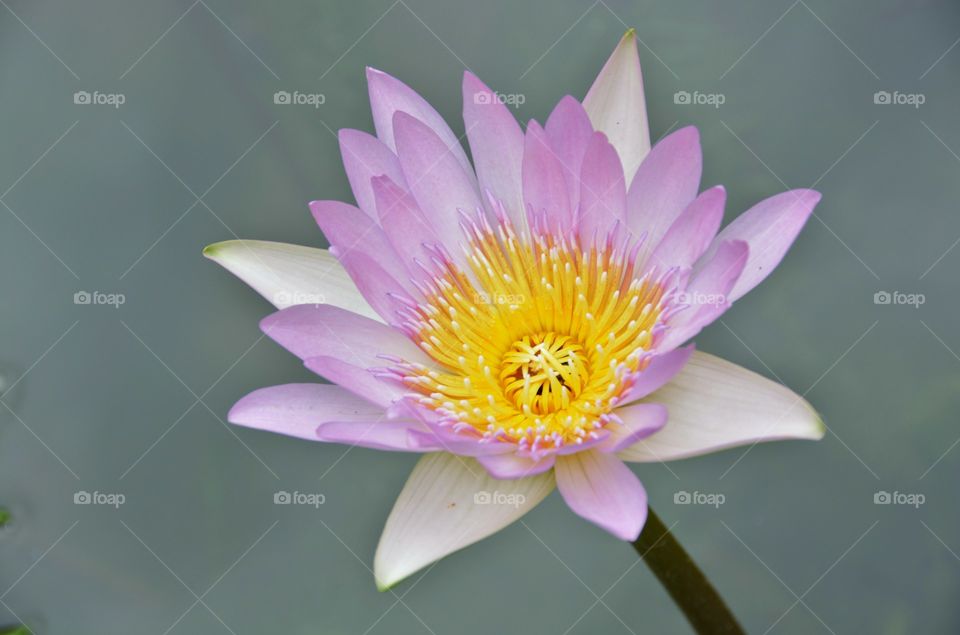 Close up of pink lotus