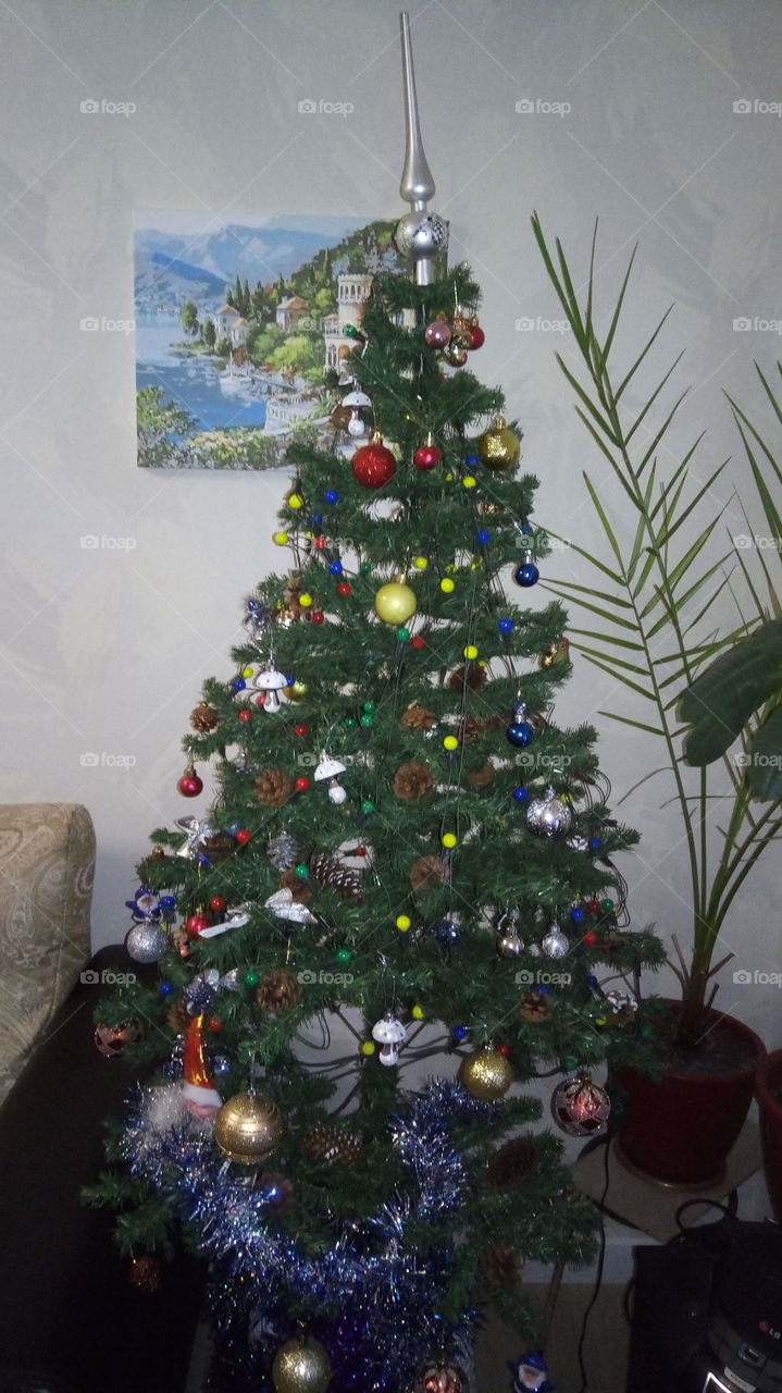 ёлки.Новый год.