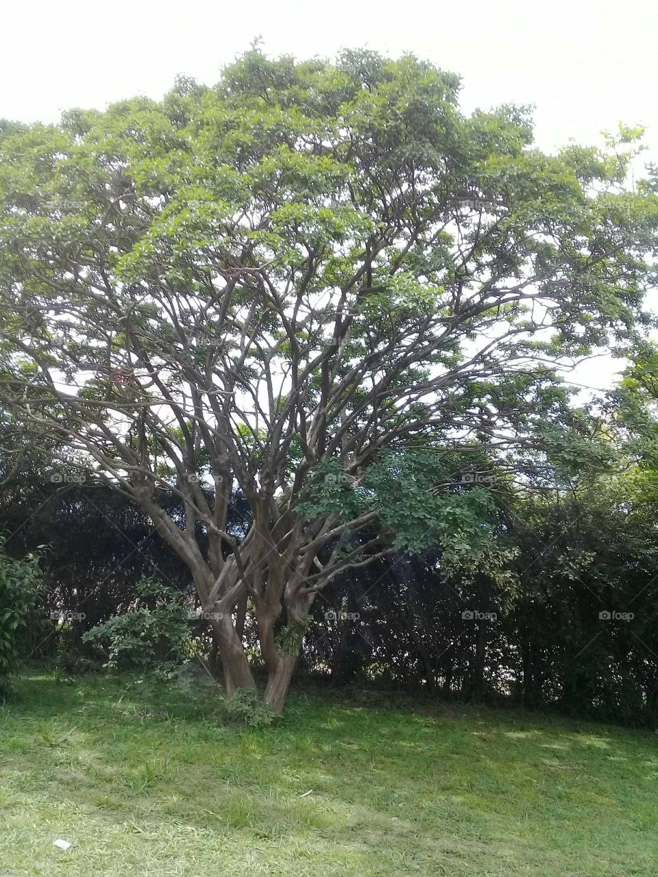 árbol llamado "paraíso" florecido