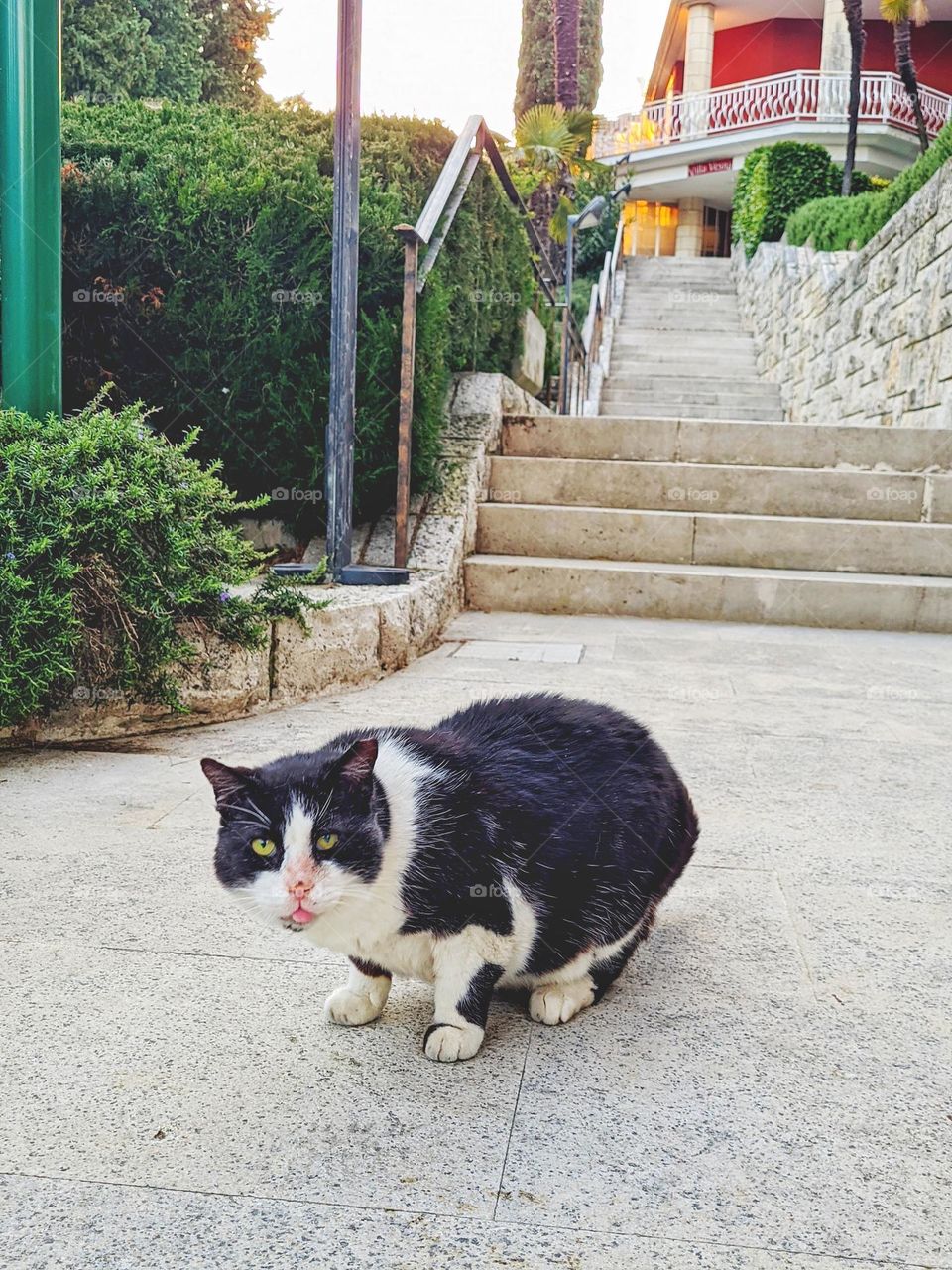 Portrait of beautiful young black and white cat at the street