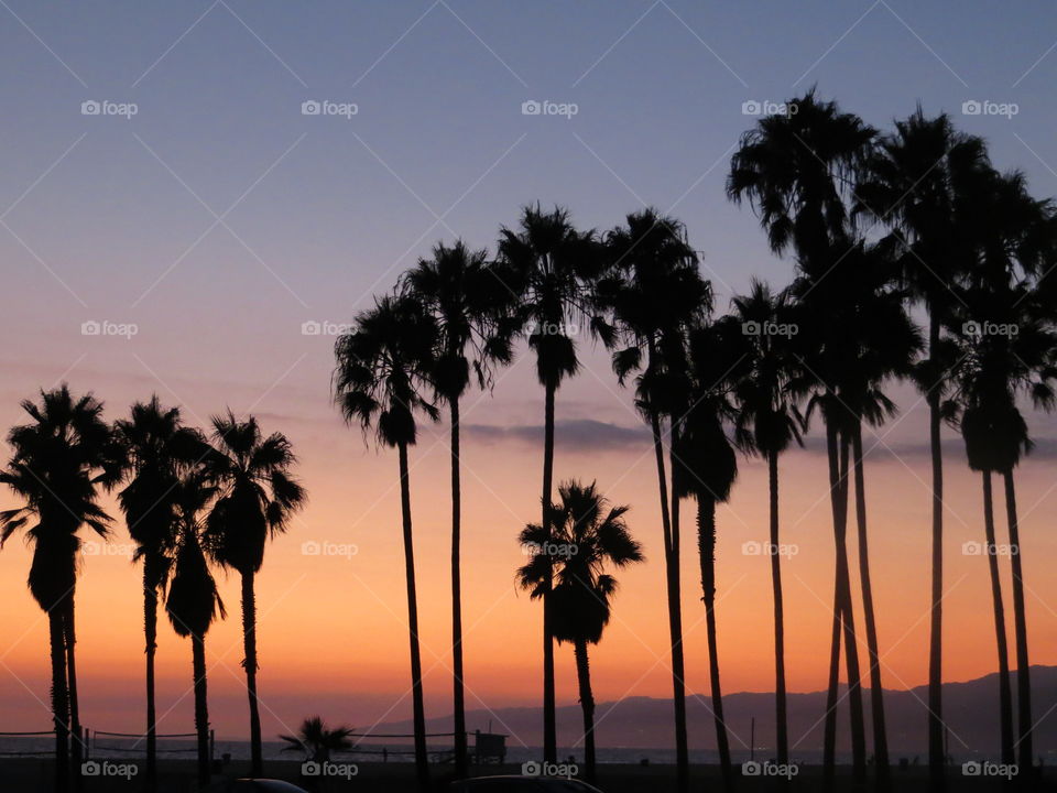 Tropical, Palm, Sun, Beach, Sunset
